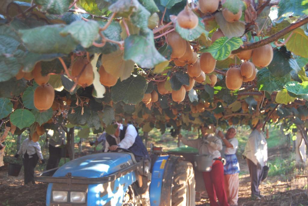 Agriturismo Torre Cristina أبريليا المظهر الخارجي الصورة