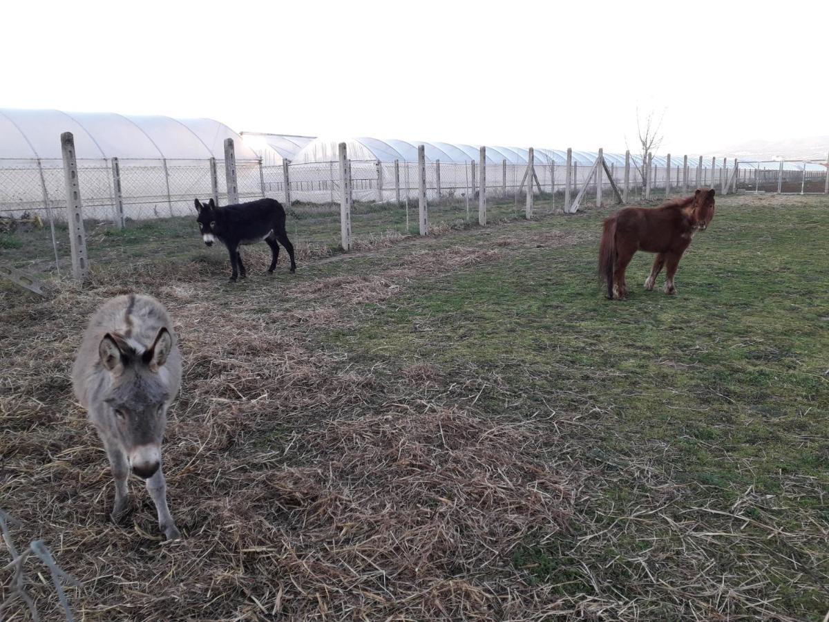 Agriturismo Torre Cristina أبريليا المظهر الخارجي الصورة