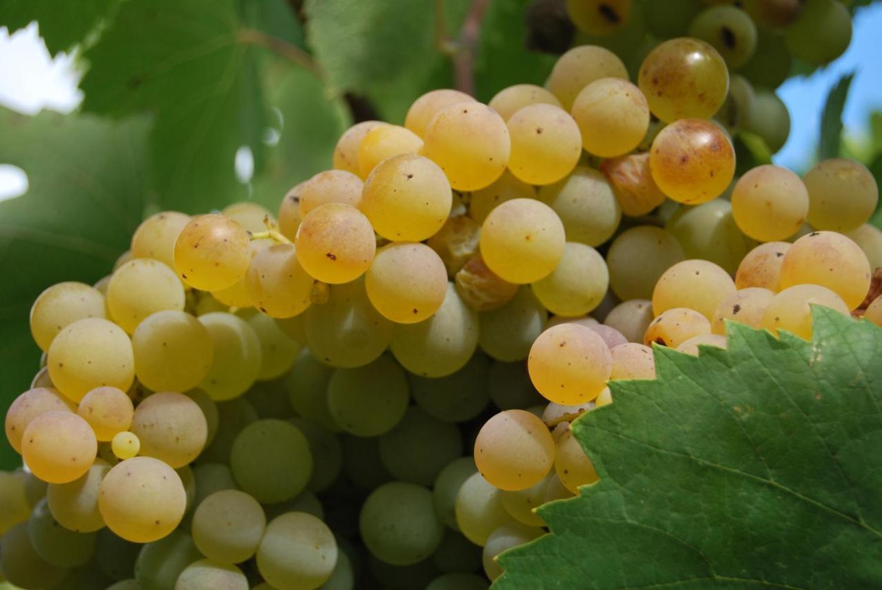Agriturismo Torre Cristina أبريليا المظهر الخارجي الصورة